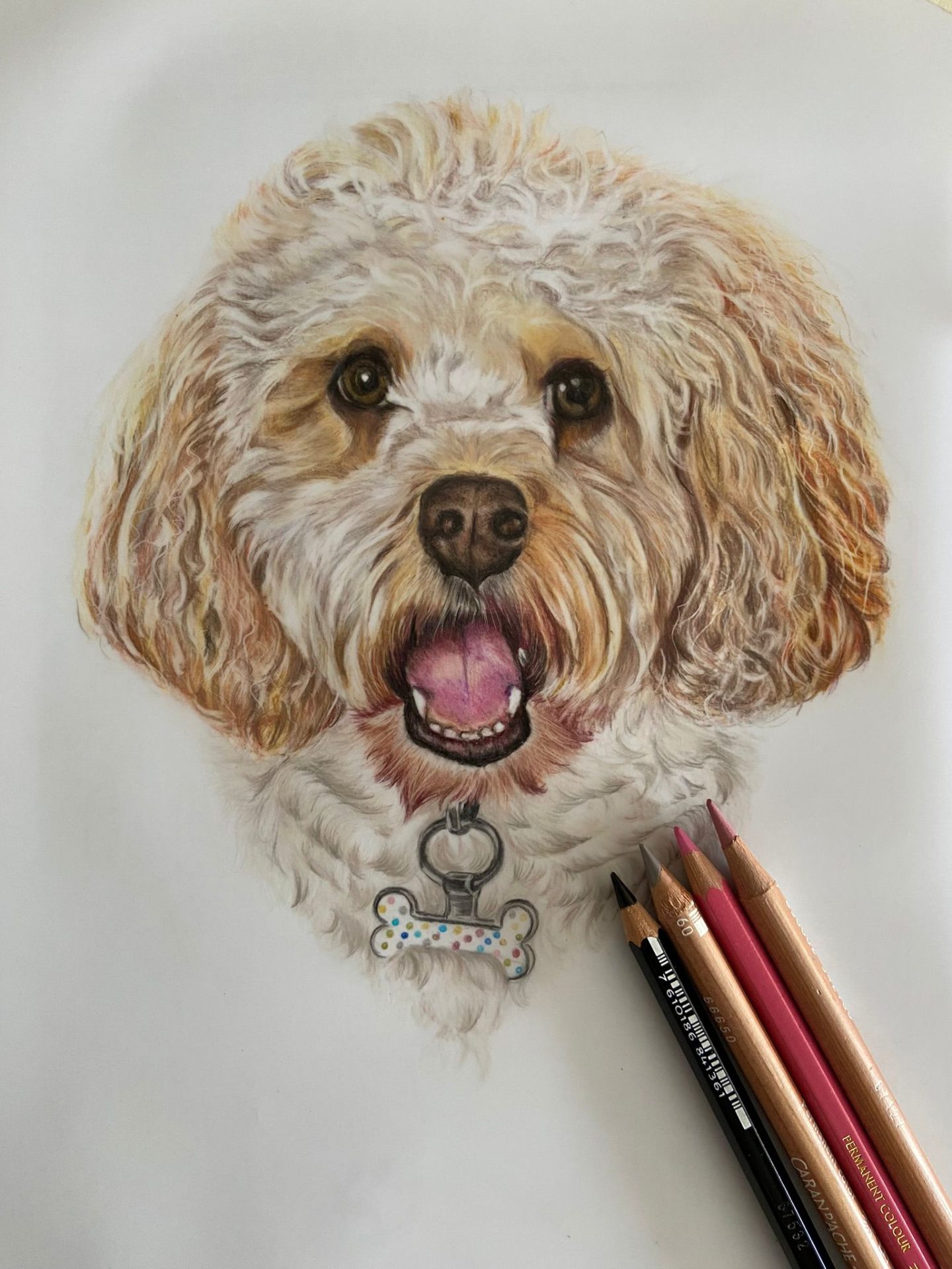 Coloured pencil portrait of a cream cockapoo with a bone-shaped name tag