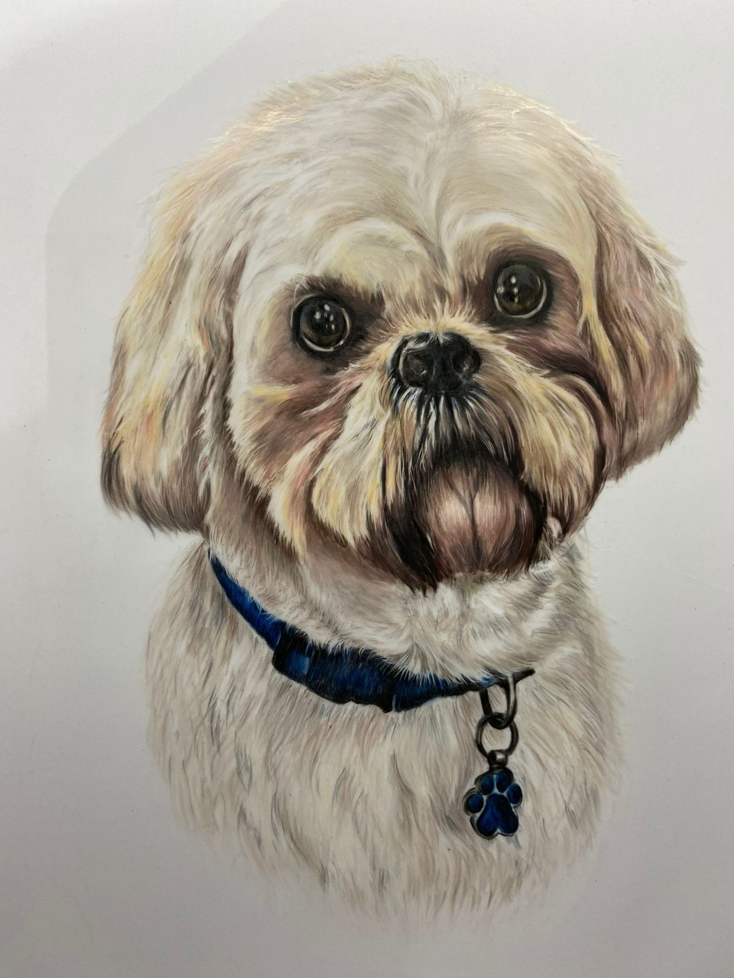 Coloured pencil portrait of a shih tzu with a blue collar