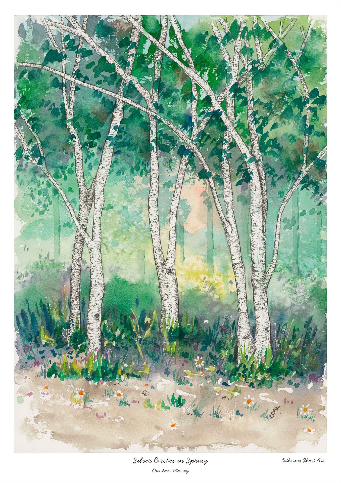 Silver Birches in Spring