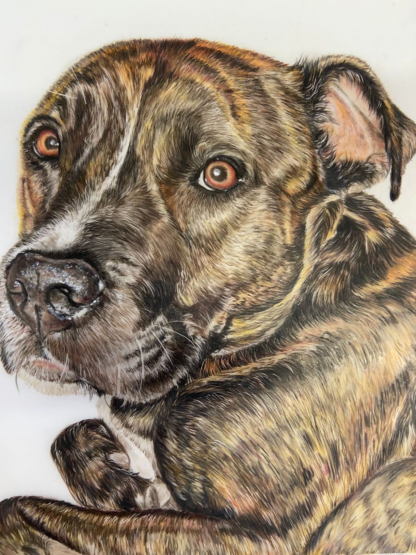 Coloured pencil portrait of a brindle staffy looking back