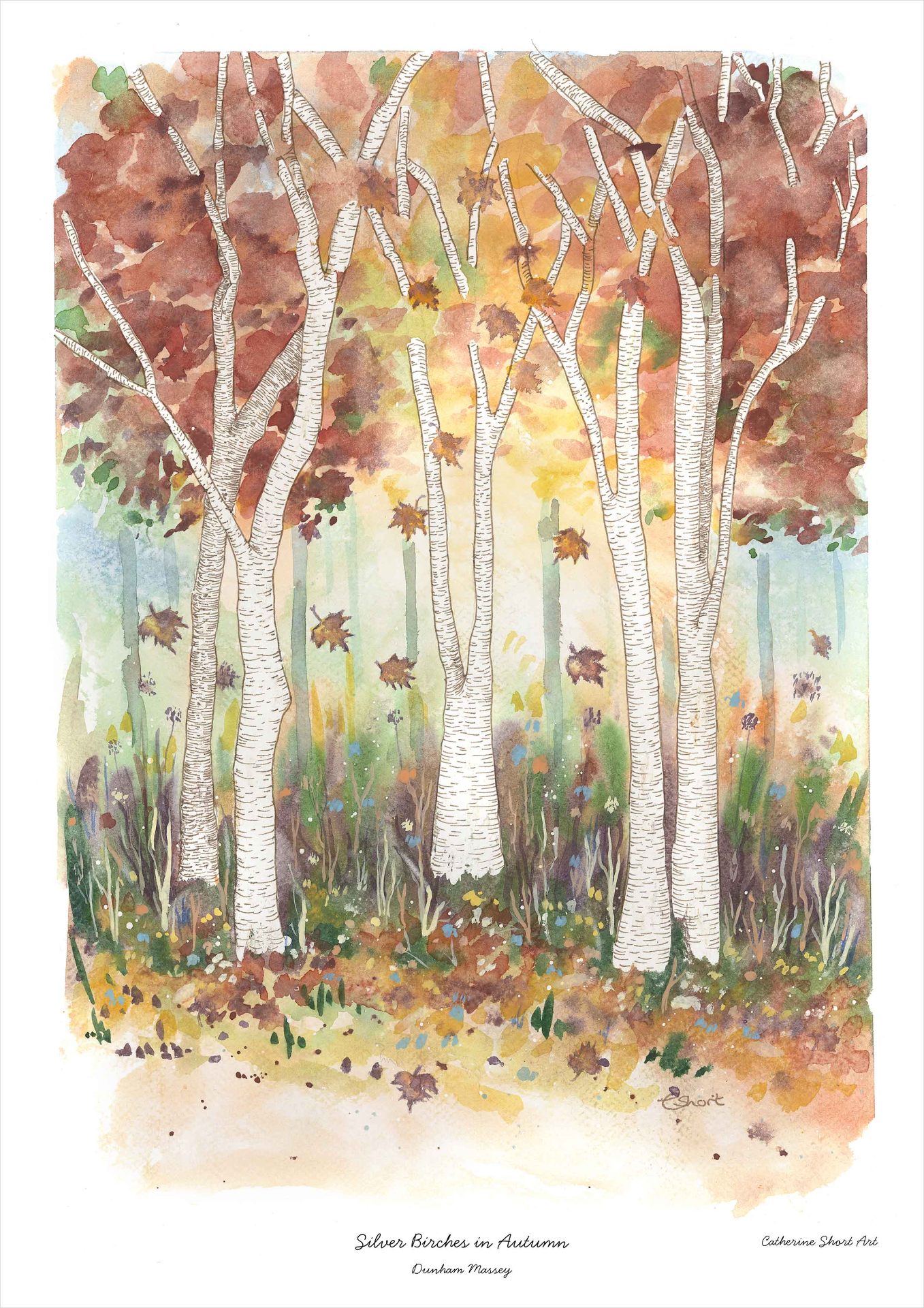 Silver Birches in Autumn