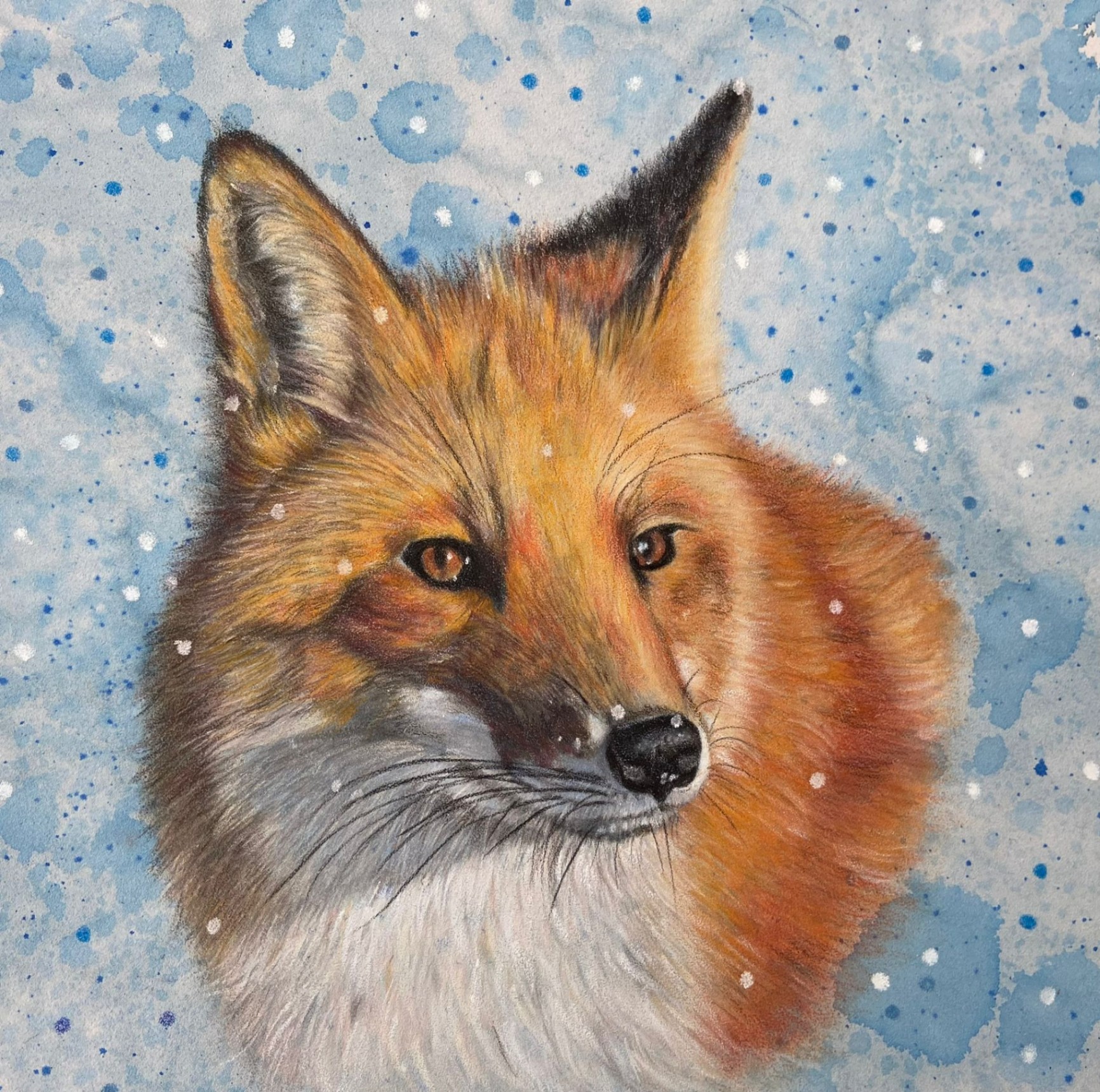 Coloured pencil portrait of a red fox in snow