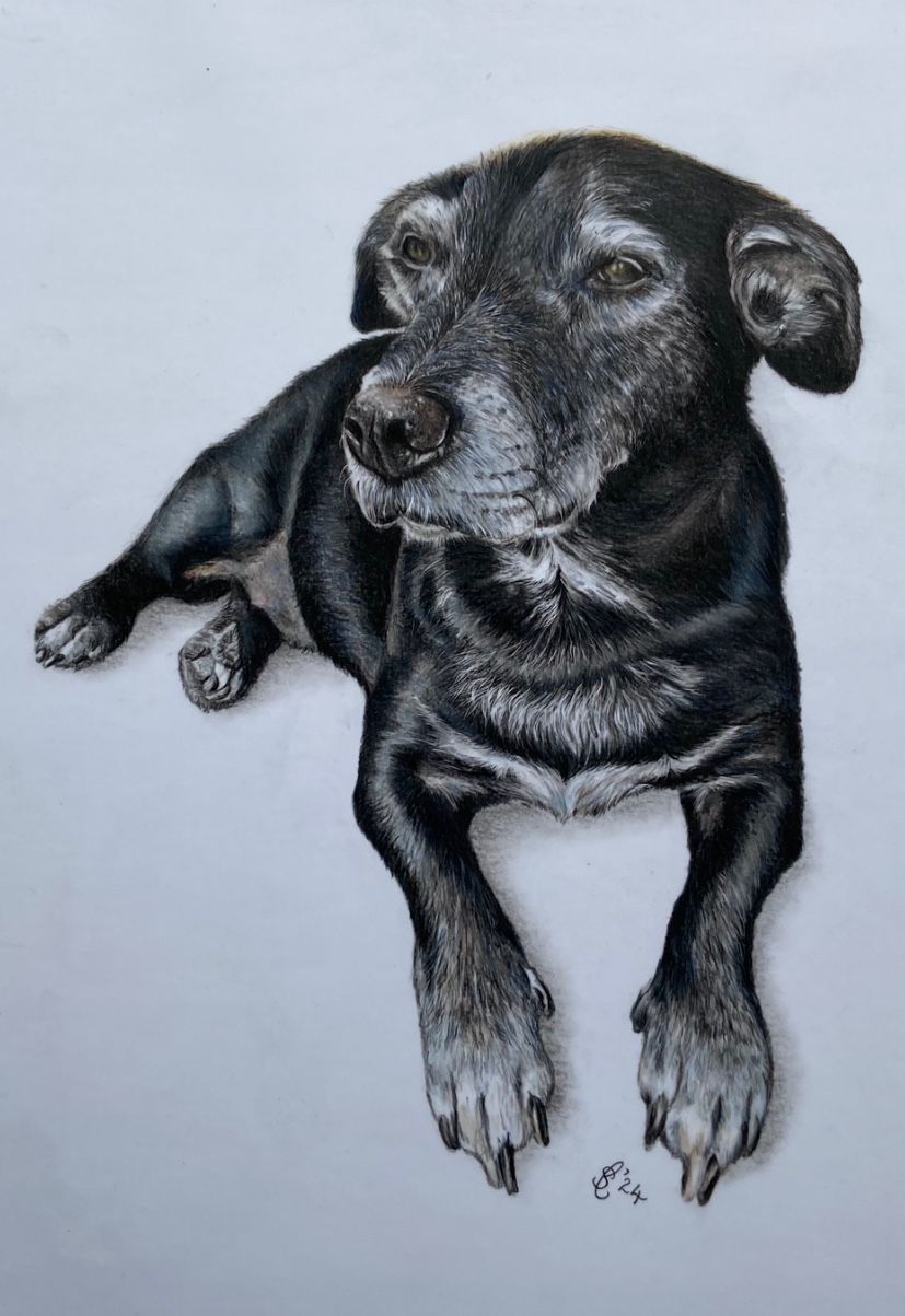 Coloured pencil portrait of an older black lab