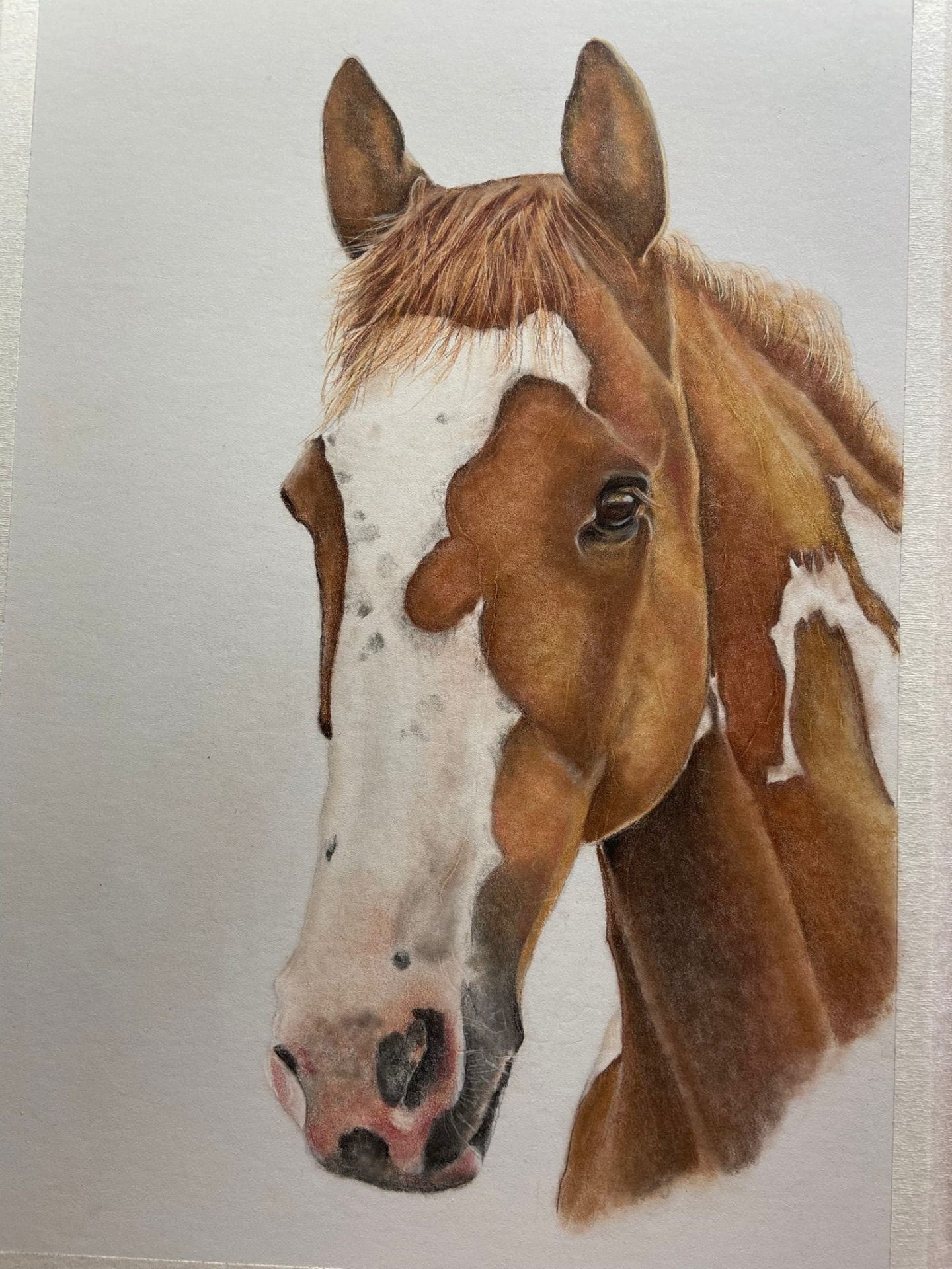 Coloured pencil portrait of a chestnut pinto horse